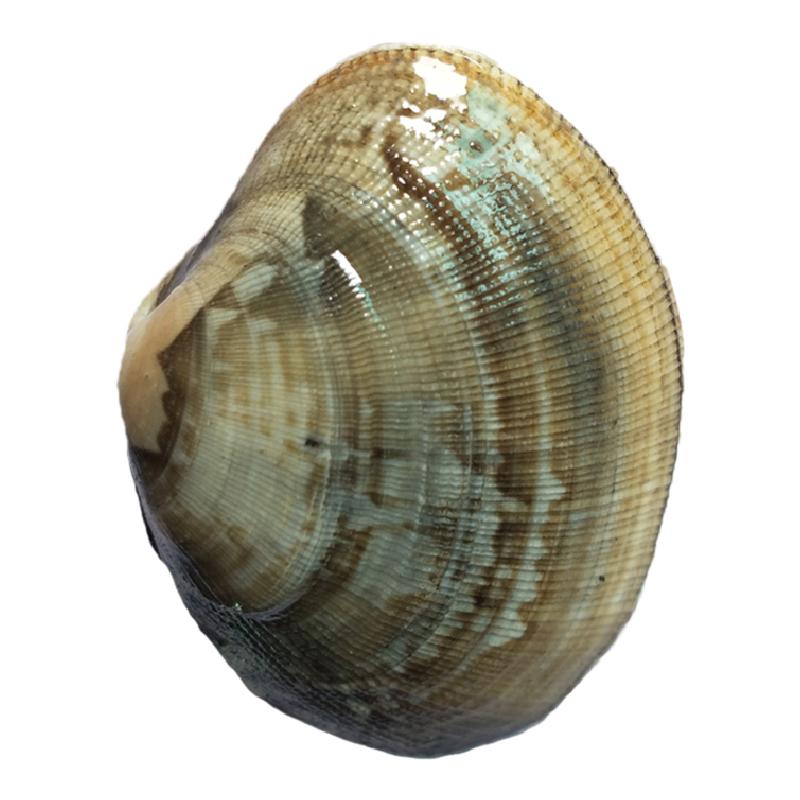 Dalian Seafood Clam Sixty Years Old SF Express