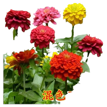 Dwarf zinnia double sunflower seeds outdoor courtyard flower seeds four seasons sowing and blooming roadside