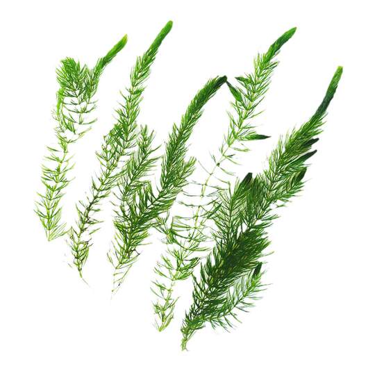 Hornwort aquatic plants freshwater aquarium fish tank landscaping hanging