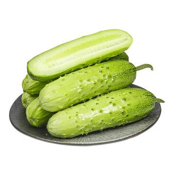 Shandong raw crispy and tender cucumbers in a box