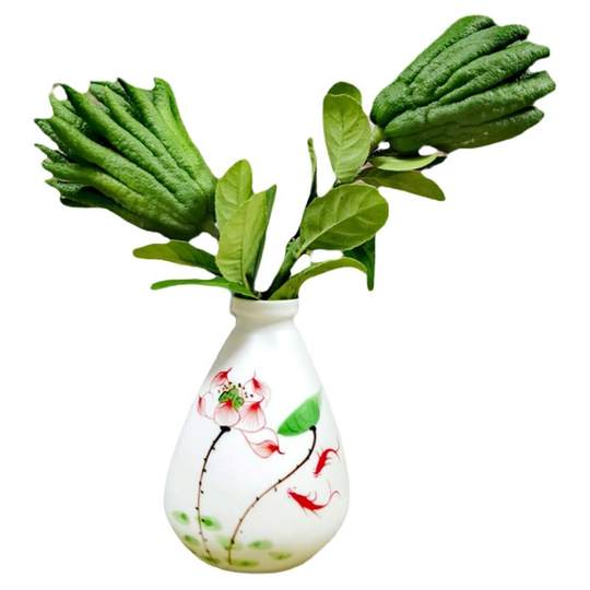 Frisch geschnittene, im Wasser gewachsene Bergamottenfrüchte zum Betrachten und Riechen