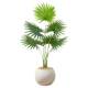 Yangma recommends simulated environmentally friendly green plants California palmetto