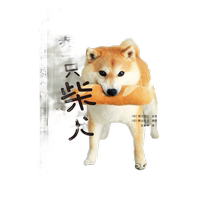 开始吧！养一只柴犬