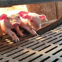 Pig disciples preferred 30 bags of pig brews preferably 30 bags