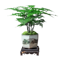 Asparagus potted plants indoor flower bonsai living room office desktop small green plants easy to grow cloud bamboo evergreen all year round