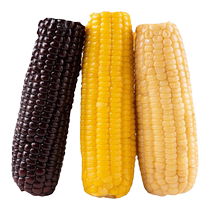 East North New Corn Yellow White Black Tricolour 0 Preservative Non-GMO 0 Added Sugar Vacuum Packaged Glutinous Corn