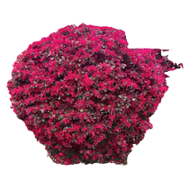 Red flower saplings old pile shape bonsai courtyard villa ground planting four-season cold-resistant garden engineering greening saplings