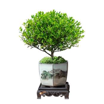 ໃບນ້ອຍສີແດງ nan old pile potted bonsai mini plantations indoor flowers office desktop small green plant good for all season