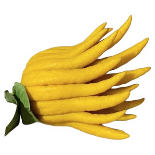 【一物一拍，现场挑选】金华佛手 佛手果金佛手 开佛手水养摆放