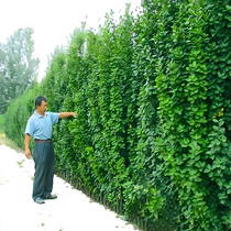 Holly saplings large-leaf Hokkaido boxwood French hedges fences courtyards evergreen green plants in all seasons