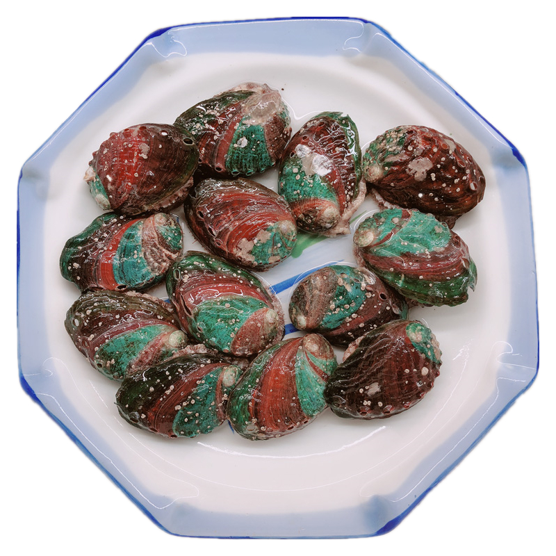 Abalone, big abalone, fresh big abalone, big abalone, live
