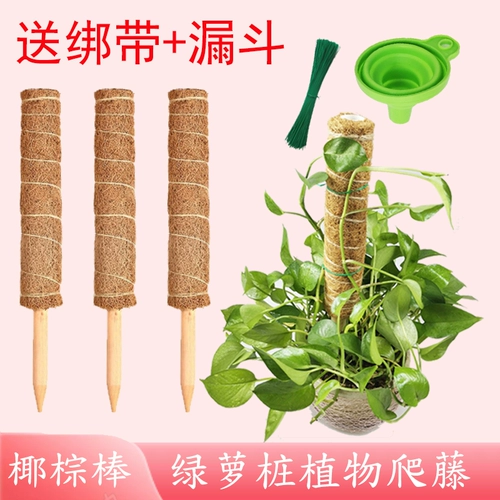 Зеленая черепаха спинка бамбуковой растение растительное растение