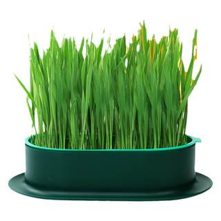 [Easy planting] Soilless hydroponic cat grass