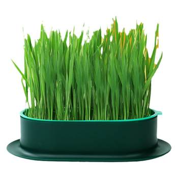 cat grass potted wheat seed tray seedless water cultured cat grass cat mint cat grass seed ອາຫານວ່າງແມວຫນຸ່ມ