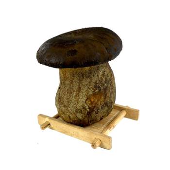 Fresh black porcini edible mushrooms