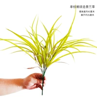 Одна ветка нежной зеленой орхидеи для ландшафтного дизайна.