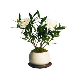 Small-leaf gardenia four-season potted plant indoor easy-to-grow office desktop with bonsai buds blooming small green plants