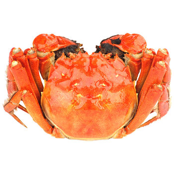 Sf yangcheng whole female hairy crab, exploded yellow crab, lake crab
