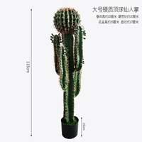 Большой хитрый шартус