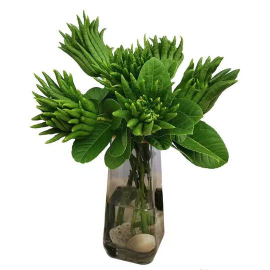 Freshly picked Jinhua Bergamot fresh green fruit