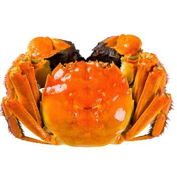 10 extra large hairy crabs live crabs