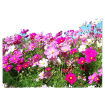 Seasonal blooming wildflower combination flower seeds cosmos galsang zinnia flower seeds courtyard balcony flower seeds easy to live