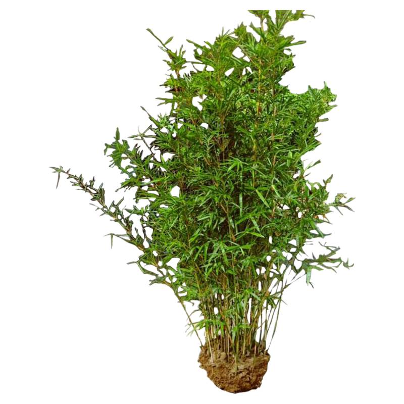 丛生慈孝竹苗盆栽绿植庭院室外小型观赏竹子苗耐寒四季青植物窝竹