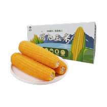 Grain Corn Yellow Glutinous Corn Fresh Food Corn Ice Spring Glutinous Nine Corn 8 Roots 1 8kg Northeast Corn Sweet and soft glutinous rice