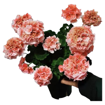 Large-flowered double-petaled geranium blooms in all seasons and is a great value combination of flower potted plants for courtyards and balconies. Lazy plants are easy to grow.