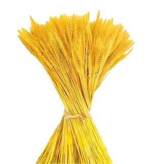 Golden wheat ears dried flower barley bouquet