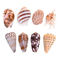 Fish Tank Natural Shells Sea Snail Sea Star Creative View Coral Rolls Bay Fish Aquatic Box Sustena Crab Decorations Package