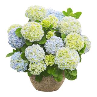 Heidi base produces high-quality hydrangea endless summer