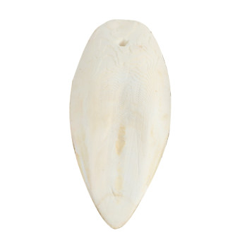 Cuttlefish bone teeth grinding, mouth grinding and beak grinding are worth having
