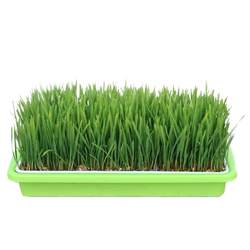 Cat Grass Hydroponic Cat Grass Seed Cat Mint Rowing Ball Cat Grass Seed Set Planting Box Cat Supplies Collection