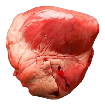 Whole pig heart, fresh free-range pig heart
