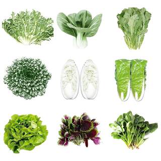 Jingnongyan high-quality easy-to-grow four-season vegetable seeds leafy vegetables