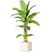 Large-leaf banana tree simulation green plant bionic plastic artificial flower artificial tree potted banana tree plant interior decoration