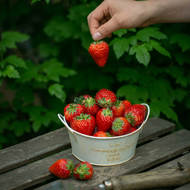 Tasha's Garden Strawberry Potted Plant Fruit Tree Planting Balcony Fruit Four Seasons Indoor Dandong Black Strawberry