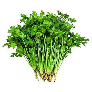 A complete collection of fast-growing coriander seeds and old varieties of vegetable seeds