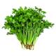 A complete collection of fast-growing coriander seeds and old varieties of vegetable seeds