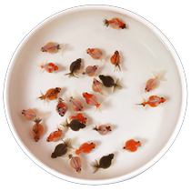 Ornamental fish pearl fish live fish rat head red and white five-flowered crown pearl fish goldfish mixed cold water fish pet fish
