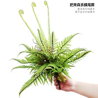 Папоротник-бабочка