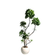 Simulated Pittosporum bonsai indoor living room decoration