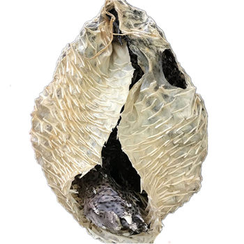 Deep sea natural large sea hedgehog praises spiny turtle skin, sea urchin skin, dolphin skin, dried seafood, nourishing soup, nourishing the stomach