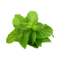 (One piece) Devodo Edible Perfume Mint Seeds Four Seasons Potted Flowers Mosquito Repellent Seeds Mint Leaves