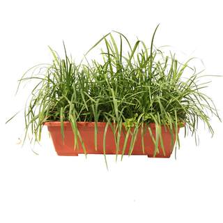 Now dug red-root broad-leaf leek root seedlings four-season seeds balcony seedlings purple-root potted seeds small-leaf root soil