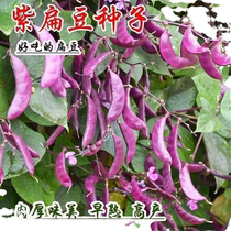Authentic and unbeatable purple eyebrow bean seeds purple red lentils carob seeds thick-fleshed beans wide beans farm-grown vegetable larvae