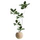 Green plant potted large black diamond rubber tree