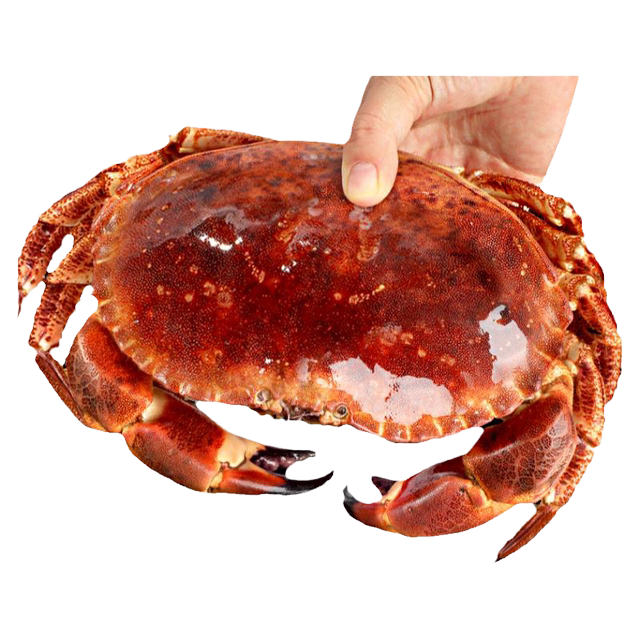 Instant sale! Bread crab top shell fat, no yellow bag compensation