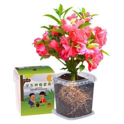 Impatiens seeds four seasons primary school students scientific experiment observation henna children planting small potted plant seeds